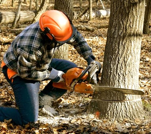 Tree Removal in Easton, TX